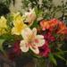 Herbaceous Perennials Herbaceous Perennials
