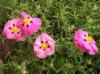 Cistus x purpureus Cistus x purpureus