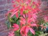 Pieris 'Forest Flame' Pieris 'Forest Flame'