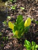 Glossary item image for Spathe