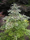 Glossary item image for Conifer