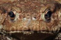 Toad Appeal Toad Appeal