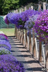 Five Lobelias Receive RHS Award Five Lobelias Receive RHS Award