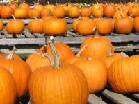 Don't be Disappointed about the size of your Pumpkins this Halloween Don't be Disappointed about the size of your Pumpkins this Halloween