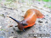 How to Control Slugs and Snails How to Control Slugs and Snails