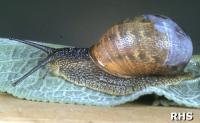 Slugs and Snails Top the RHS Pests List Slugs and Snails Top the RHS Pests List