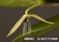 World's First Night Flowering Orchid Discovered World's First Night Flowering Orchid Discovered