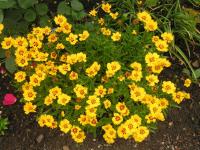 Tickseed - Coreopsis Tickseed - Coreopsis