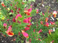 Broom - Cytisus 'Goldfinch' Broom - Cytisus 'Goldfinch'