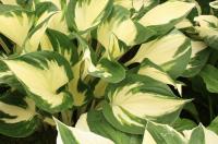 Plantain Lily - Hosta 'Fire and Ice' Plantain Lily - Hosta 'Fire and Ice'