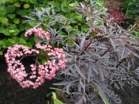 'Black Lace' Elder - Sambucus nigra 'Black Lace' 'Black Lace' Elder - Sambucus nigra 'Black Lace'