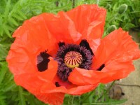 Oriental poppy - Papaver orientale 'Beauty of Livermere' Oriental poppy - Papaver orientale 'Beauty of Livermere'