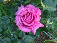 Rose (shrub) - Rosa 'Chartreuse De Parme' (Delviola) Rose (shrub) - Rosa 'Chartreuse De Parme' (Delviola)