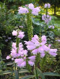 Obedient Plant - Physostegia virginiana Obedient Plant - Physostegia virginiana