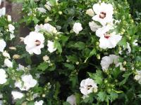 Hibiscus syriacus 'Red Heart' - Hibiscus syriacus 'Red Heart' Hibiscus syriacus 'Red Heart' - Hibiscus syriacus 'Red Heart'