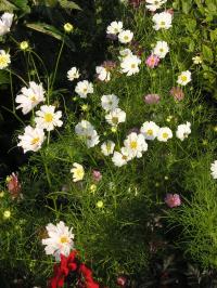 Cosmos - Cosmos Cosmos - Cosmos