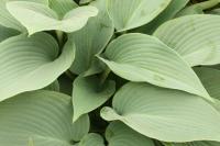 Plantain Lily - Hosta 'Halcyon' Plantain Lily - Hosta 'Halcyon'