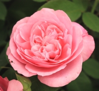 Rose - Rosa 'Gertrude Jekyll' (Ausbord) (PBR) Rose - Rosa 'Gertrude Jekyll' (Ausbord) (PBR)