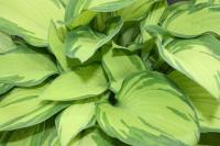 Plantain Lily - Hosta 'Gold Standard' Plantain Lily - Hosta 'Gold Standard'