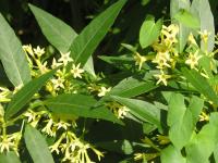 Willow-leaved Jessamine - Cestrum parqui Willow-leaved Jessamine - Cestrum parqui