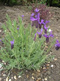 French Lavender - Lavandula stoechas French Lavender - Lavandula stoechas