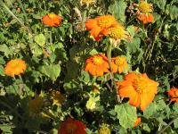 Mexican Sunflower - Tithonia rotundifolia Mexican Sunflower - Tithonia rotundifolia
