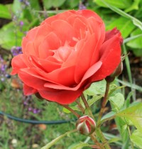 Rose (floribunda) - Rosa 'Hot Chocolate' Rose (floribunda) - Rosa 'Hot Chocolate'