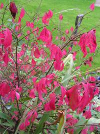 Winged Spindle - Euonymus alatus Winged Spindle - Euonymus alatus
