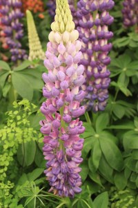 Lupin - Lupinus 'Persian Slipper' (PBR) Lupin - Lupinus 'Persian Slipper' (PBR)