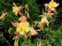 Columbine - Aquilegia Columbine - Aquilegia