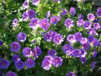 Cranesbill - Geranium 'Johnson's Blue' Cranesbill - Geranium 'Johnson's Blue'