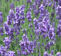 Lavender - Lavandula angustifolia 'Hidcote' Lavender - Lavandula angustifolia 'Hidcote'