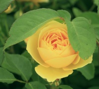 Rose - Rosa 'Graham Thomas' (Ausmas) (PBR) Rose - Rosa 'Graham Thomas' (Ausmas) (PBR)