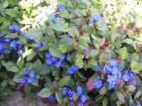 Ceratostigma plumbaginoides - Ceratostigma plumbaginoides Ceratostigma plumbaginoides - Ceratostigma plumbaginoides