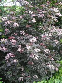 'Black Beauty' Elder - Sambucus nigra 'Black Beauty' 'Black Beauty' Elder - Sambucus nigra 'Black Beauty'