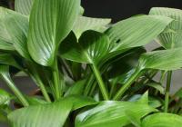 Plantain Lily - Hosta 'Devon Green' Plantain Lily - Hosta 'Devon Green'