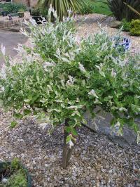 - Salix integra 'Hakuro-nishiki' - Salix integra 'Hakuro-nishiki'