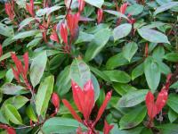 Photinia - Photinia x fraseri 'Red Robin' Photinia - Photinia x fraseri 'Red Robin'