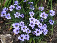 - Sisyrinchium - Sisyrinchium