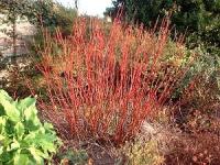 Winter Dogwood - Cornus alba 'Aurea' Winter Dogwood - Cornus alba 'Aurea'