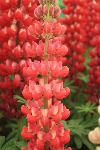 Lupin - Lupinus 'Red Rum' (PBR) Lupin - Lupinus 'Red Rum' (PBR)