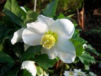 Christmas Rose - Helleborus niger Christmas Rose - Helleborus niger