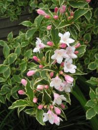 Weigela florida 'Variegata' - Weigela florida 'Variegata' Weigela florida 'Variegata' - Weigela florida 'Variegata'