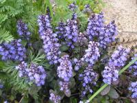 Bugle - Ajuga reptans Bugle - Ajuga reptans