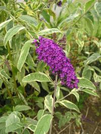 Butterfly Bush 'Harlequin' - Buddleja davidii 'Harlequin' Butterfly Bush 'Harlequin' - Buddleja davidii 'Harlequin'