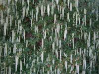 Silk Tassle Bush - Garrya elliptica Silk Tassle Bush - Garrya elliptica
