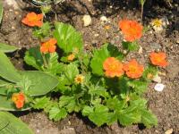 Avens - Geum Avens - Geum