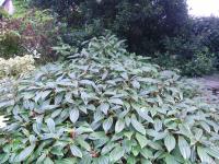 Viburnum davidii - Viburnum davidii Viburnum davidii - Viburnum davidii