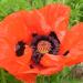 Oriental poppy - Papaver orientale 'Beauty of Livermere' Oriental poppy - Papaver orientale 'Beauty of Livermere'