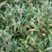 Sweet Box - Sarcococca hookeriana var. digyna Sweet Box - Sarcococca hookeriana var. digyna